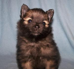 AKCREGISTEREDPOMERANIANPUPPIES